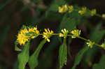 Ouachita Mountain goldenrod